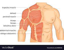 12 photos of the muscles of the chest and abdomen. Chest Anatomy Muscles Anatomy Drawing Diagram
