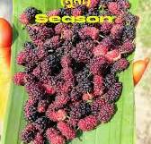 Since Paper Mulberry seeds are so plentiful, we pick them ...