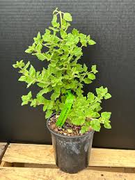 Image result for Tetradenia