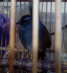 Harga burung decu mini cukup murah, bisa dibeli mulai dari rp 80.000. Cara Merawat Burung Cingcoang Agar Cepat Bunyi Dan Gacor Hobi Si Petani