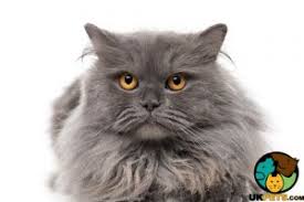 In fact, if you want to get truly technical about it, you could separate the domestic longhair cat into long haired, semi long haired and short haired cats. British Longhair Cat Breed Information Uk Pets