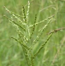 Image result for Urochloa villosa