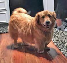Have You Ever Seen A Corgi Golden Retriever Mix Rarepuppers