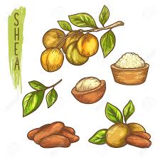 Sketch Of Shea Nut And Isolated Hand Drawn Shea Butter Vitellaria Royalty Free Cliparts Vectors And Stock Illustration Image 123511468