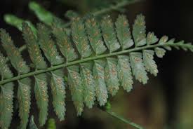 Image result for Asplenium smedsii