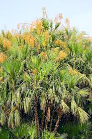 Image result for Acoelorrhaphe wrightii