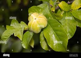 Image result for Excoecaria bussei