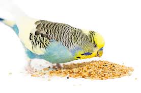 Budgie Food List Budgie Food Budgie Guide Guide Omlet Uk