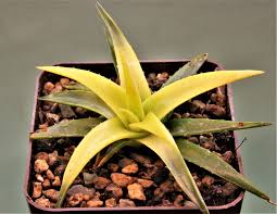 Image result for Euphorbia platyrrhiza