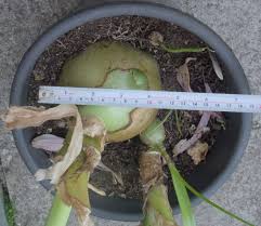 Image result for Albuca nigritana