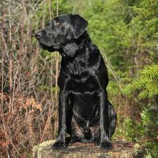 Profile for Riddick Donder