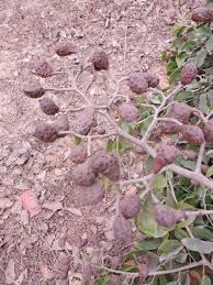 Image result for Hymenaea