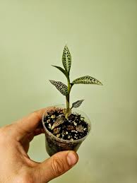 Image result for Goodyera