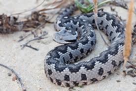 Cas confirmés, mortalité, guérisons, toutes les statistiques Reptiles De Donana Andalousie