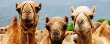 I understand the reason to camel case variable names, but i've always wondered why you would camel case a method name? Camel Leasing Study In Somalia Rti