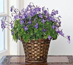 We did not find results for: Official 2014 Plant Gardening Thread White Flower Farm Fairy Garden Plants Hanging Plants