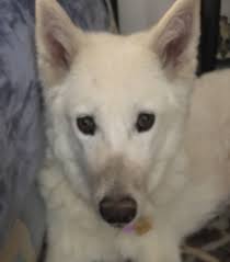 A happy dog in the snow with no log