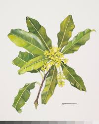Image result for Pittosporaceae