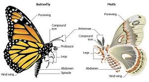 What Is The Difference Between A Moth And A Butterfly The Garden Of Eaden Moth Vs Butterfly Butterfly Science Moth
