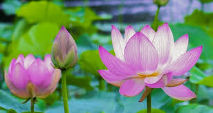 Lotus flowers are considered sacred flowers in many parts of the world. Season And Places To See Lotus Flower In Japan Jp Smart Magazine