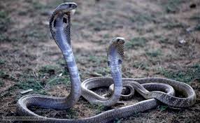 Image result for pic of snakes