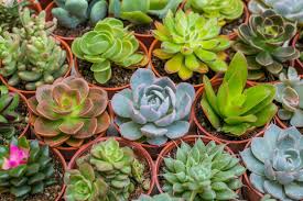 Image result for Crassulaceae