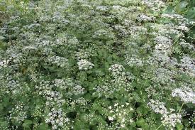 Image result for Pimpinella ledermannii