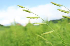 Image result for Eriochloa meyeriana