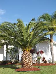 Canary Island Date Palm Tree Phoenix Canariensis 29 99 19 88the Best Way To Describe This Canary Island Date Palm Palm Trees Landscaping Palm Tree Pictures