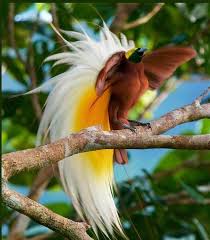 The Bird Of Paradise Birds Of Paradise Bird Of Paradise Yoga Male Bird