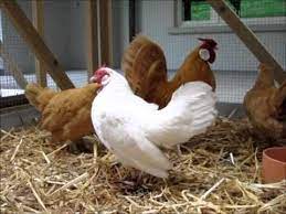 bantam gelb und weiss wolhusen 6 5 2012 ch 6110 youtube in 2021 beautiful chickens chickens backyard backyard chicken coops