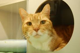Maybe the vet can give you some advice or direct you to someone who can help you. Insights Into Veterinary Endocrinology Hyperthyroidism Renal Disease Is A Tapazole Trial Really Necessary