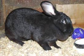 22 flemish giant bunnies for sale in charleston, sc. Flemish Giant Rabbits Pets And Animals For Sale Texas