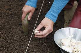 Das kann am kältereiz liegen, der die pflanze zum wachstum anregt. Knoblauch Pflanzen So Gelingt Der Anbau Mein Schoner Garten