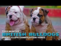 We are not associated with any other breeders or resellers. British Bulldog Puppies Clips Compilation For Sale British Bulldog Pups In India Kci Registered Youtube Bulldog Puppies British Bulldog Bulldog