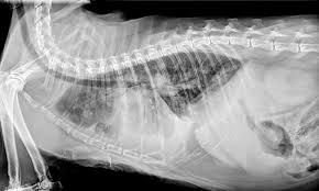 Toxocara cati is seen commonly, especially in kittens as kittens can ingest larvae through their mother's milk.both cats and kittens can also ingest eggs as a result of eating rodents or other carriers such as beetles or earthworms which are infected with toxocara cati.the eggs then hatch into larvae inside the cat's digestive system.; Common Pulmonary Diseases In Cats Clinician S Brief