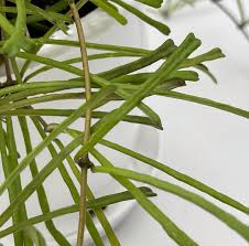 Image result for Nesaea linearis