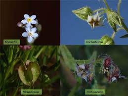 Image result for Trichodesma physaloides