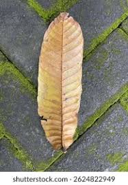 Image result for Pycnanthus