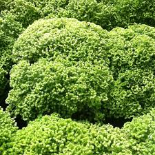 Image result for Gnidia kraussiana