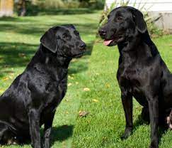 We have been raising quality puppies for many years. British Labrador Breeder Puppies For Sale In Minnesota Kt British Labs
