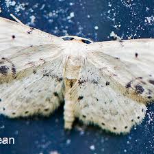 Image result for Indigofera dimidiata