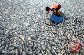 Ikan toman is on facebook. Duh Ribuan Ikan Jenis Toman Milik Warga Barsel Mati Secara Misterius Antara News Kalimantan Tengah Berita Terkini Kalimantan Tengah