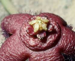 Image result for Orbea tapscottii