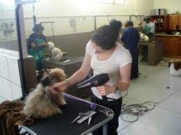 Please forgive us as it is still slightly under construction, but feel free to check back here for updates! Groomingdales Pietermaritzburg Pet Health Services Phone 033 342 6 Email Contact Think Local