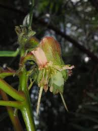 Image result for Erythrophysa