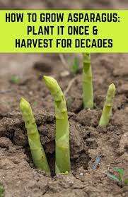 How To Grow Asparagus Plant It Once Harvest For Decades Growing Asparagus Asparagus Plant Vegetable Garden Design