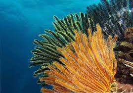 We did not find results for: 20 Hewan Aseksual Yang Menakjubkan Dan Karakteristiknya Lingkungan Thpanorama Jadikan Diri Anda Lebih Baik Hari Ini