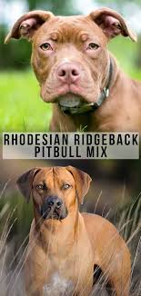 The gentle, loving nature of the lab, in combination with the headstrong demeanor of the rhodesian ridgeback makes it a loyal, protective and affectionate companion pet. Rhodesian Ridgeback Pitbull Mix Great Guard Dog Or Loyal Companion