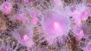 Image result for Ctenitis cirrhosa